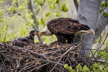 Bald Eagle and Eaglet in Nest