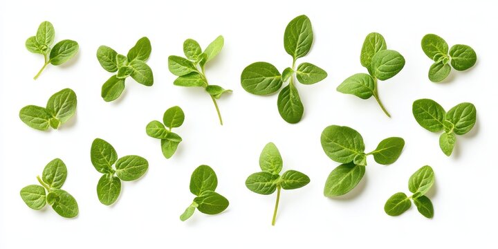 Fresh oregano sprigs scattered on a white surface, top view
