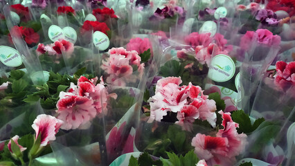 Blooming potted pelargoniums (geraniums) in a flower shop, wrapped in plastic. Close-up of vibrant pink, red, and purple flowers with green foliage, ready for sale.