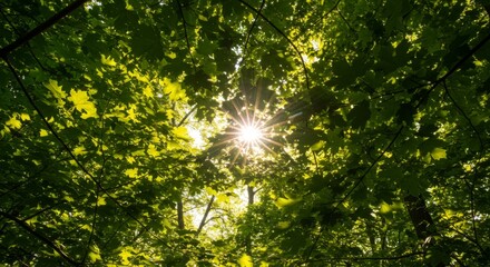 Fototapeta premium Sunlight Through Lush Green Leaves in Forest Canopy