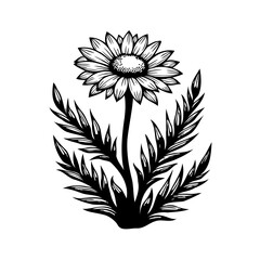 Detailed floral artwork featuring a symmetrical daisy and foliage silhouette