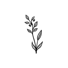 Botanical illustration of a minimalist floral stem with delicate foliage elements