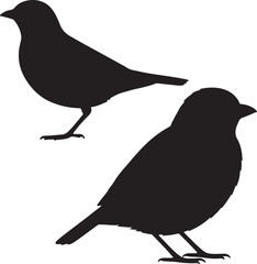 Say’s Phoebe Vector Silhouette