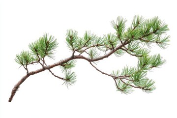 Pine branch with green needles isolated on white background, nature concept