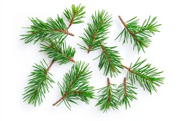 Scattered evergreen fir branches on a white surface for winter holidays