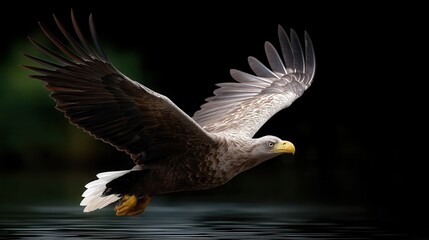 Obraz premium Eagle in mid-dive toward prey, wings folded and intense focus, caught in action with long lens detail