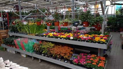 Colorful flowers and green plants in pots on display at a garden center or flower shop. Various blooming plants arranged on metal shelves in a greenhouse environment.