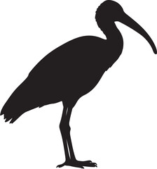 White-Shouldered Ibis Vector Silhouette