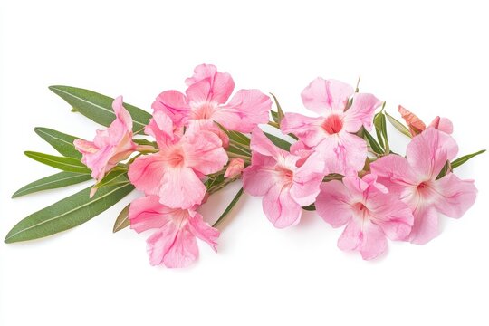 Oleander flowers with green leaves, isolated on white background