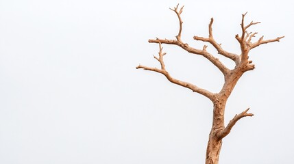 Fototapeta premium Bare tree branches reach upward against a plain white sky
