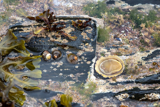 Rockpool with Topshells and upturned Limpet on the right