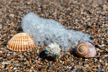 From left to right: Rough Cockle, Common Whelk and Moon Snail Seashell