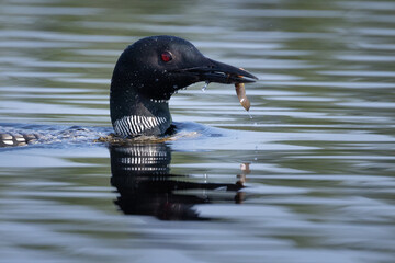 Loon with fish 