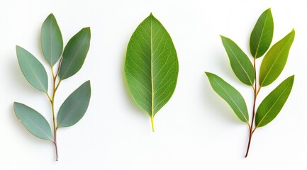 Fototapeta premium Three sprigs of vibrant green leaves