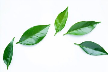 Obraz premium green leaves isolated on white background