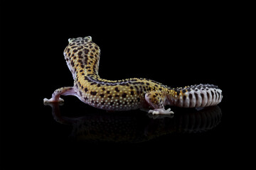 Leopard gecko lizard isolated on black, Fat-tailed gecko eublepharis macularius