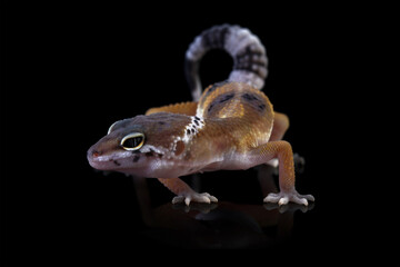 Leopard gecko lizard isolated on black, Fat-tailed gecko eublepharis macularius