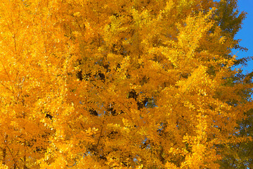 Bright Autumn Trees with Golden Leaves, Tokyo Dec 7 2024