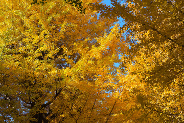 Bright Autumn Trees with Golden Leaves, Tokyo Dec 7 2024