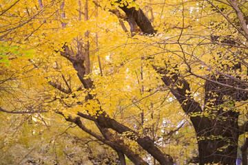 Bright Autumn Trees with Golden Leaves, Tokyo Dec 7 2024