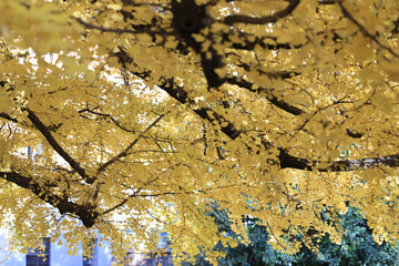 Ginkgo Tree Leaves Glowing in a Soft Autumn Evening Light, Tokyo Dec 7 2024