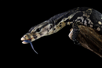 Varanus salvator isolated on black background