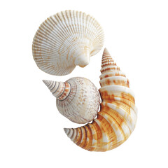 Two seashells, close-up, intricate patterns