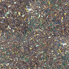 Natural ground texture with autumn leaves scattered on forest floor

