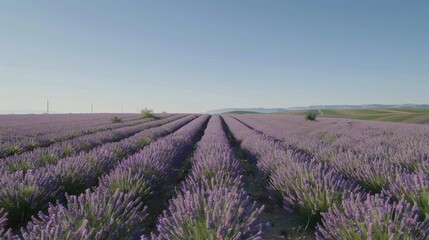 Fototapeta premium lavender field provence france