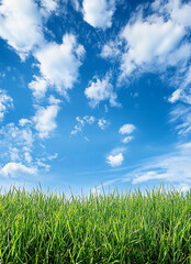 Obraz premium Green grass fills the bottom of the frame, contrasting with a vibrant blue sky filled with fluffy white clouds.