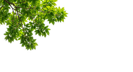 Branches with Green Maple Foliage on Transparent Background for Design