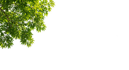 Leaf Branch with Dense Green Foliage on Transparent Background for Design