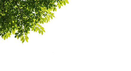 Leaf Branch with Dense Green Foliage on Transparent Background for Design