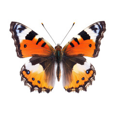 Naklejka premium Colorful Butterfly Close-up