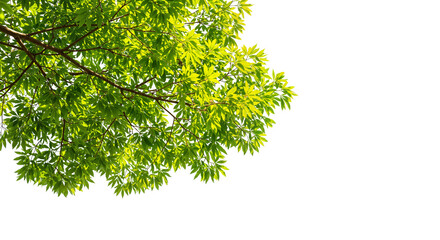 Leaf Branch with Dense Green Foliage on Transparent Background for Design