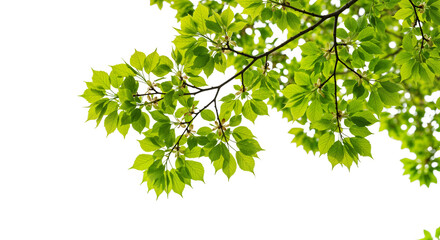 Branches with Green Maple Foliage on Transparent Background for Design