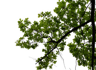 Photo of a spring oak branch with leaves on a transparent background