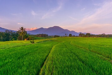 Obraz premium Beautiful morning view indonesia Panorama Landscape paddy fields with beauty color and sky natural light