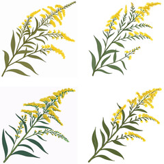 Fototapeta premium A goldenrod icon with a long stalk covered in small yellow flowers.