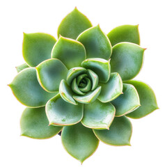 Succulent plant close-up (1)