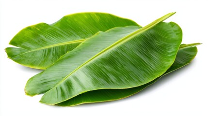 Obraz premium Tropical Banana Leaves Overlapping on White Background