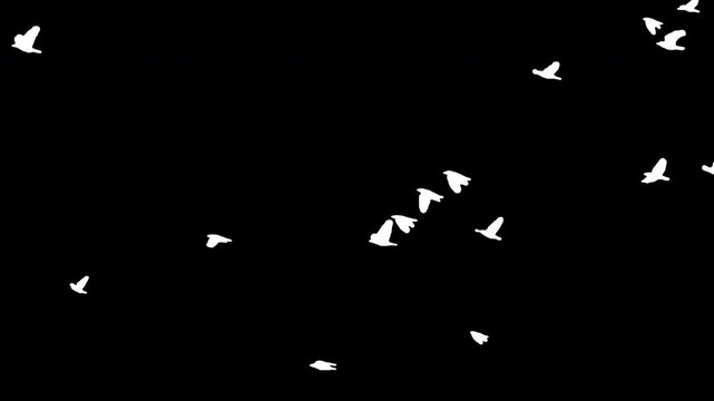 Flock of white birds flying on black background. Black and white for composite and presentation. Alpha matte isolated.