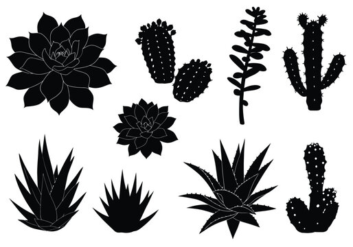 Succulents silhouette. Succulents silhouette is a design showing the outline of various succulent plants in black and white. Vector clipart illustration design.