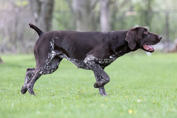 German Shorthaired Pointer in Motion on Green Grass – Energetic Hunting Dog Photography