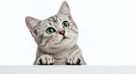 Adorable Gray Tabby Kitten with Green Eyes Peeking Over White Surface