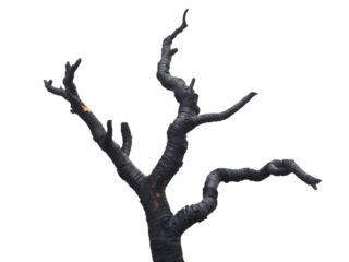 Close up photograph of a charred tree branch with dark textures and a minimalist look