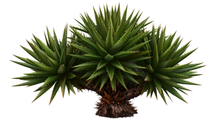 Vibrant Green Succulent Plant Cluster With Sharp Pointed Leaves On Transparent