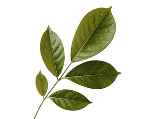 Fototapeta premium Close up of fresh green jackfruit leaves on stem with light background showing leaf details