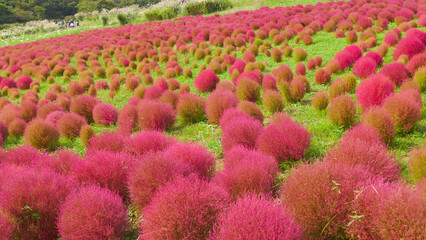 Beautiful red and green kochia field at Hitachi Seaside Park. Ibaraki, Japan