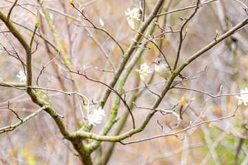 Blue-grey Gnatcatcher on Blooming Tree Branch